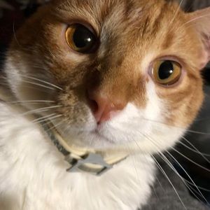 Meet your Posher, Anne